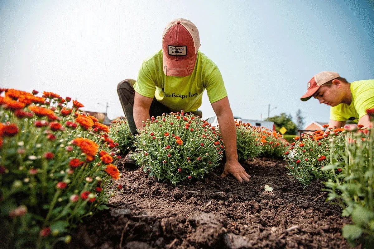 A Turfscape landscape specialist planting flowers ready to burst into bloom